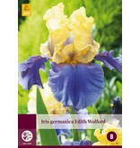 Iris Germanica Edith Wolford - 3 Planten - Winterhard - Zomerbloeiers Kopen?