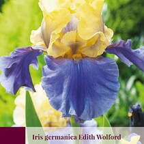 Iris Germanica Edith Wolford - 3 Pflanzen
