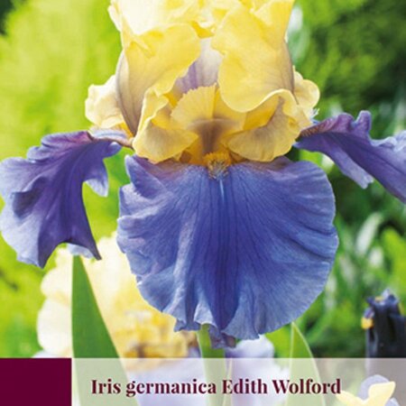 Iris Germanica Edith Wolford - 3 Plants - Hardy - Buy Summer Flowers?