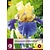 Iris Germanica Edith Wolford - 3 Pflanzen