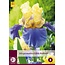 Iris Germanica Edith Wolford - 3 Plants - Hardy - Buy Summer Flowers?