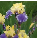 Iris Germanica Edith Wolford - 3 Planten - Winterhard - Zomerbloeiers Kopen?
