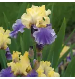 Iris Germanica Edith Wolford - 5 Pflanzen - Winterhart - Sommerblumen kaufen?