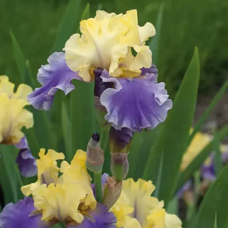 Iris Germanica Edith Wolford - 5 Plants - Hardy - Buy Summer Flowers?