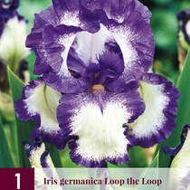 Iris Germanica Loop the Loop - 3 Plants