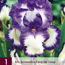 Iris Germanica Schleife der Schleife - 3 Pflanzen
