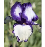 Iris Germanica Loop the Loop - 3 Plants - Perennial - Buy Summer Flowers?