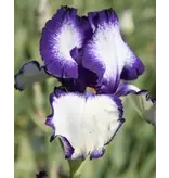 Iris Germanica Loop the Loop - 5 Planten - Vaste Plant - Zomerbloeiers Kopen?