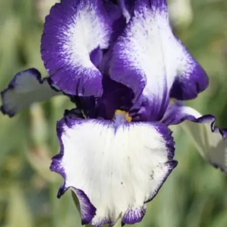 Iris Germanica Loop the Loop - 3 Plants - Perennial - Buy Summer Flowers?
