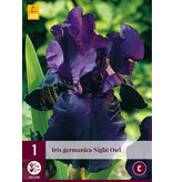 Iris Germanica Night Owl - 3 Plants - Bearded Iris - Sword Iris - Buy Summer Flowers?