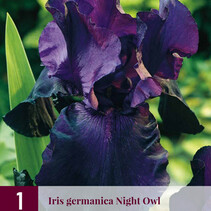 Iris Germanica Nachteule - 3 Pflanzen