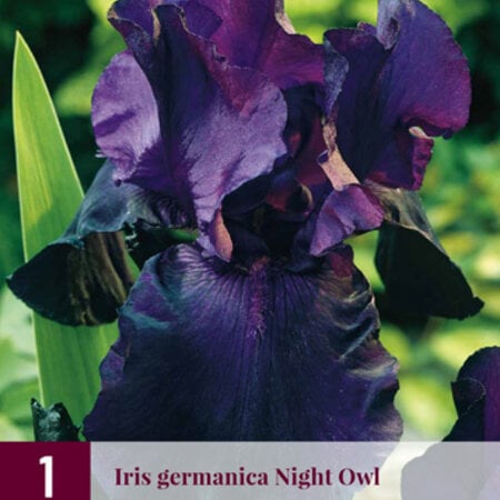 Iris Germanica Night Owl - 3 Plants - Bearded Iris - Sword Iris - Buy Summer Flowers?