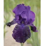 Iris Germanica Night Owl - 3 Plants - Bearded Iris - Sword Iris - Buy Summer Flowers?