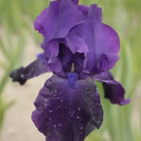 Iris Germanica Night Owl - 5 Pflanzen - Bartlilie - Schwertlilie - Sommerblumen kaufen?