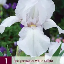 Iris Germanica Weißer Ritter - 3 Pflanzen