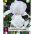 Iris Germanica White Knight - 3 Plants