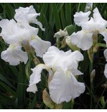 Iris Germanica White Knight - 3 Plants - Hardy - Zwaardiris - Bearded Iris Buy?