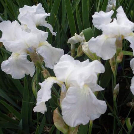 Iris Germanica White Knight - 3 Plants - Hardy - Zwaardiris - Bearded Iris Buy?