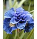Iris Sibirica Concord Crush - 3 Planten - Lis - Blauw Kleurige Iris Kopen?