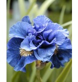 Iris Sibirica Concord Crush - 5 Plants - Lis - Blue Colour Iris Buy?