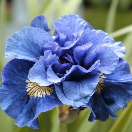 Iris Sibirica Concord Crush - 3 Plants - Lis - Blue Colour Iris Buy?