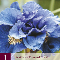 Iris Sibirica Concord Crush - 3 Planten