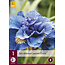 Iris Sibirica Concord Crush - 3 Plants - Lis - Blue Colour Iris Buy?