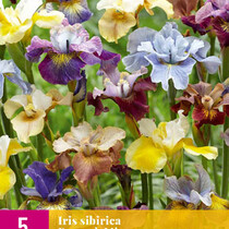 Iris Sibirica Peacock Mix - 5 Pflanzen