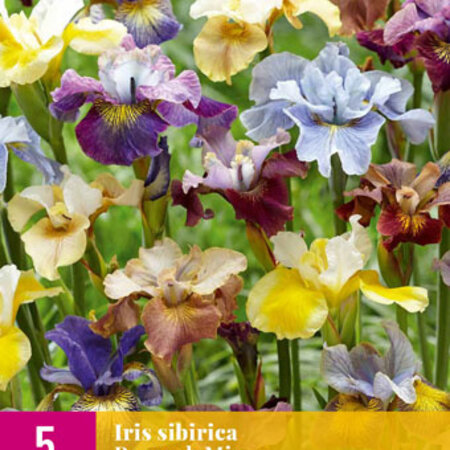 Iris Sibirica Peacock Mix - Suitable For Border, Flowerpots And Pots