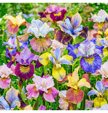 Iris Sibirica Peacock Mix - Suitable For Border, Flowerpots And Pots