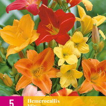 Daglelie Mix - 5 Planten