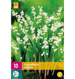 Convallaria Majalis - 10 Planten - Lelietjes Der Dalen - Vaste Planten Kopen?
