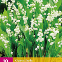 Convallaria Majalis - 10 Plants