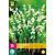 Convallaria Majalis - 10 Planten