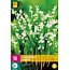Convallaria Majalis - 10 Plants - Lily of the Valley - Buy Perennials?