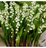 Convallaria Majalis - 10 Pflanzen - Maiglöckchen - Stauden kaufen?