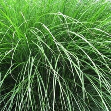 Ornamental Grass - Miscanthus Gracillimus - 3 Plants - Hardy - Decorative Plant Buy?