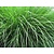 Ziergras - Miscanthus Gracillimus - 3 Pflanzen
