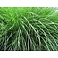 Ziergras - Miscanthus Gracillimus - 3 Pflanzen - Winterhart - Dekorative Pflanze Kaufen?