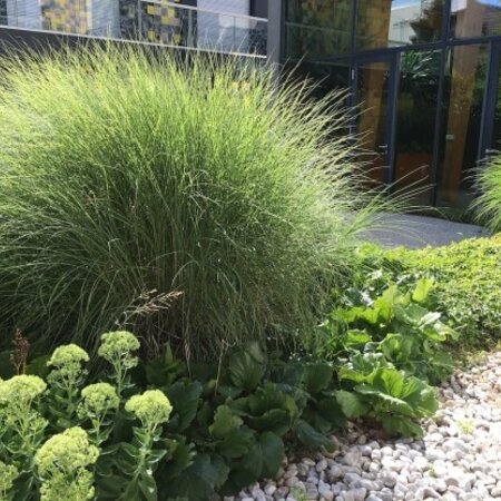 Ornamental Grass - Miscanthus Gracillimus - 3 Plants - Hardy - Decorative Plant Buy?