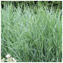 Ornamental grass - Panicum Heavy Metal - 3 Plants