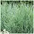 Ornamental grass - Panicum Heavy Metal - 3 Plants