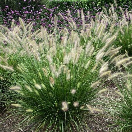 Ornamental Grass - Pennisetum Gelbstiel - 3 Plants - Lampshade Grass - Buy Perennial Plants?
