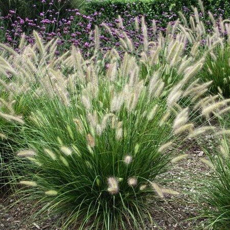 Siergras - Pennisetum Gelbstiel - 3 Planten - Lampenpoetser Gras - Vaste Planten Kopen?