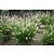 Ziergras - Pennisetum Gelbstiel - 3 Pflanzen