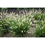 Ornamental Grass - Pennisetum Gelbstiel - 3 Plants - Lampshade Grass - Buy Perennial Plants?