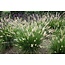 Siergras - Pennisetum Gelbstiel - 3 Planten - Lampenpoetser Gras - Vaste Planten Kopen?