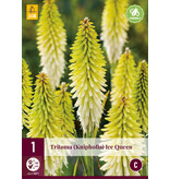 Tritoma - Kniphofia - Ice Queen - 3 Plants - Summer Flowers - Fire Arrow Plants Buy?
