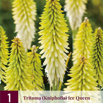 Tritoma - Kniphofia - Eiskönigin - 3 Pflanzen