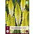 Tritoma - Kniphofia - Ice Queen - 3 Plants